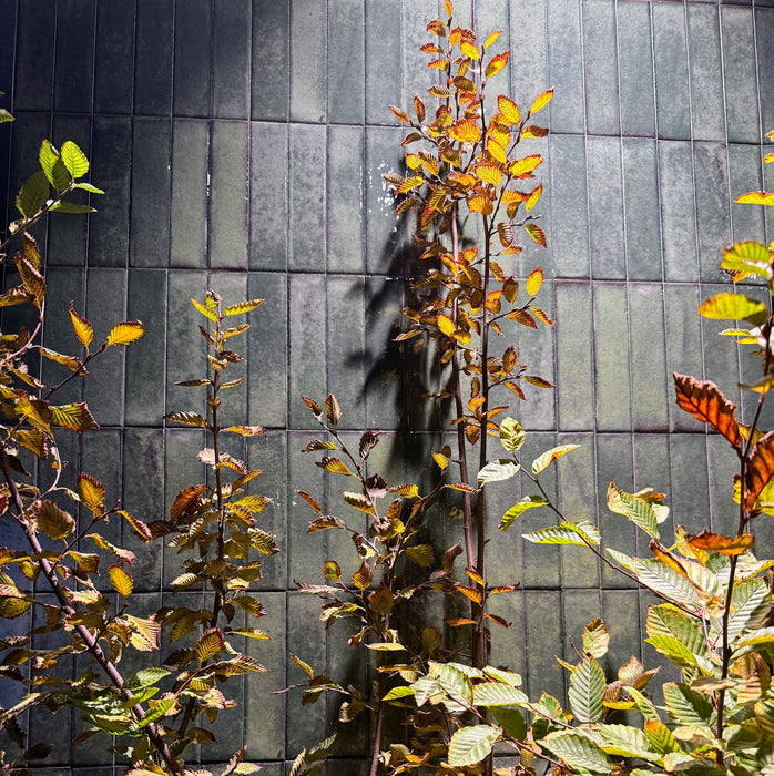 Puzzle Forest green Brick Rectified | Wall & Floor Tiles | 5cm x 20cm